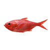 Redfish.png