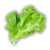 Lettuce.png