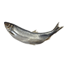 Fish2.png